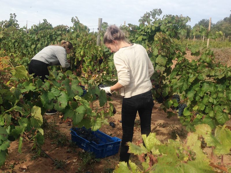 Två deltagare står inne bland vinstockarna och klipper vindruvsklasar. På marken står en back som de lägger druvklasarna i.